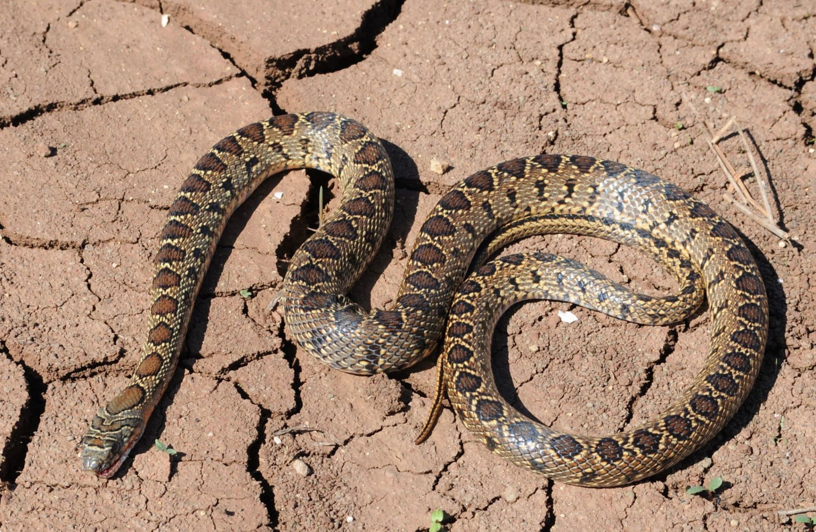Snakes on Mallorca: The Current Situation at a Glance