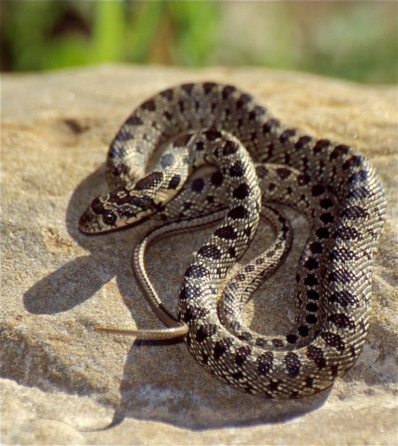 Snakes on Ibiza: What Is Happening and Why It Is Changing the Island
