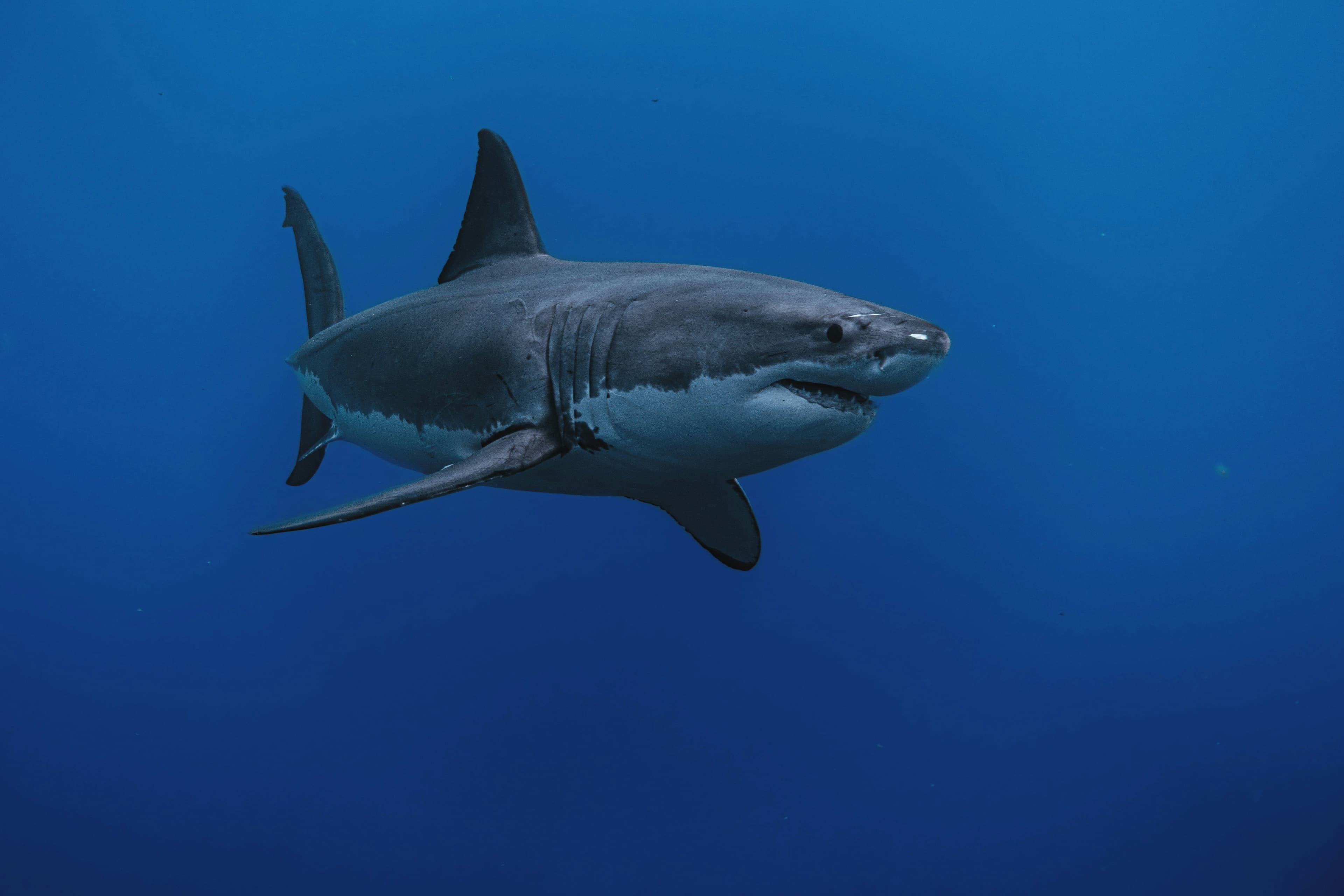 Sharks off Mallorca: The Story Behind the Headlines